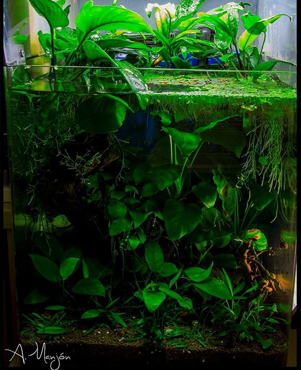 Anubias La Planta M S Utilizada En Acuarios Aquarium Blog