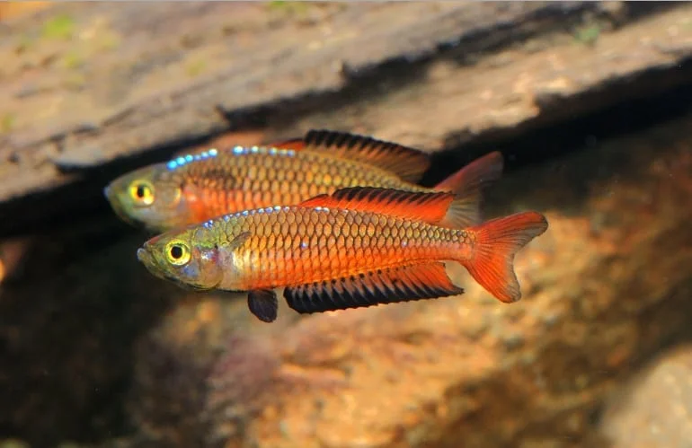 Fotografía Rhadinocentrus Ornatus