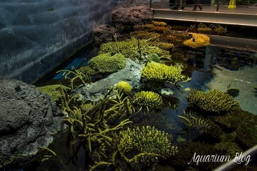 Corales oceanario de Lisboa