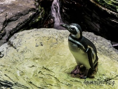 Frailecillo Atlántico, Fratercula artica