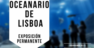 Oceanario de Lisboa Exposición Permanente