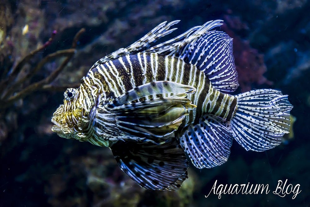 Pez León Venenoso, Pterois volitans 2