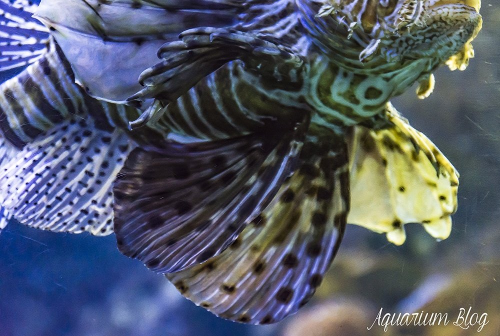 Pez León Venenoso, Pterois volitans 4