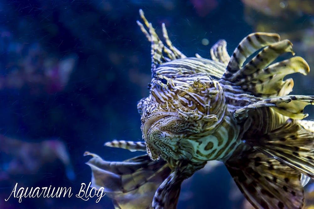 Pez León Venenoso, Pterois volitans 5