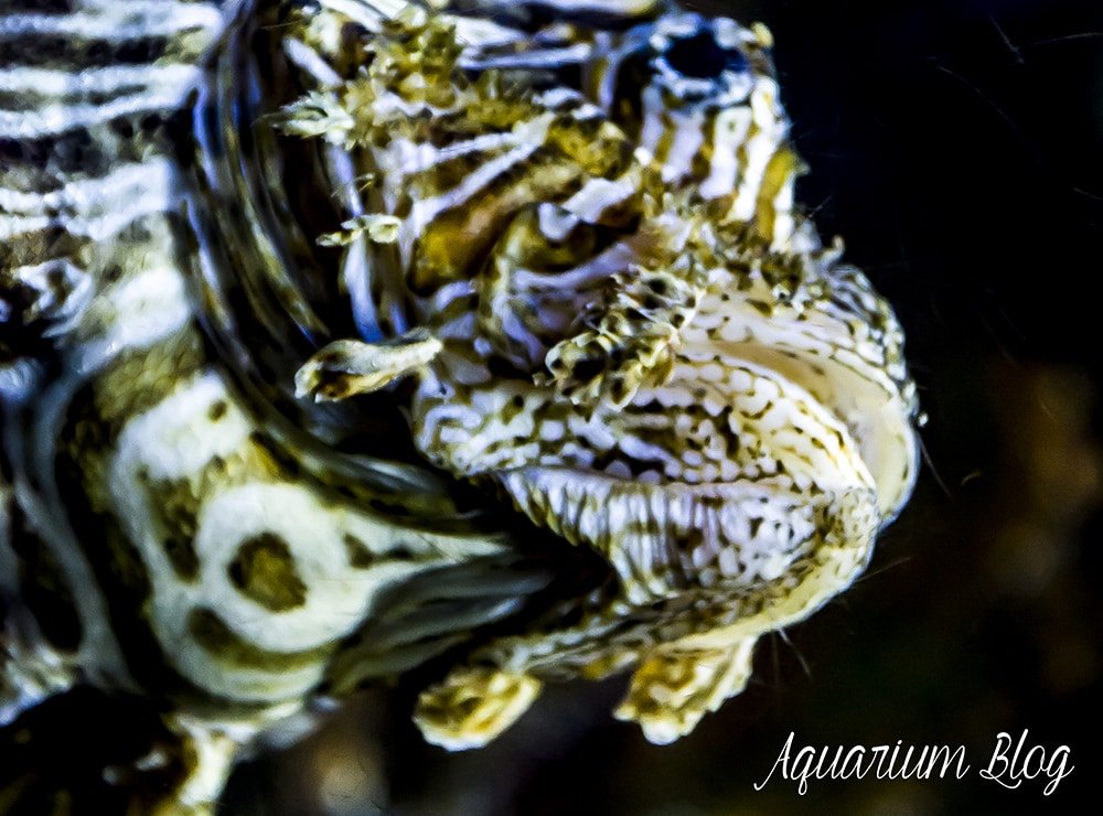 Pez León Venenoso, Pterois volitans 6