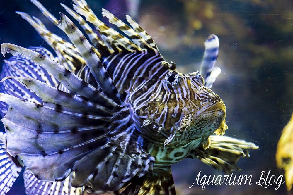 Pez León Venenoso, Pterois volitans 7