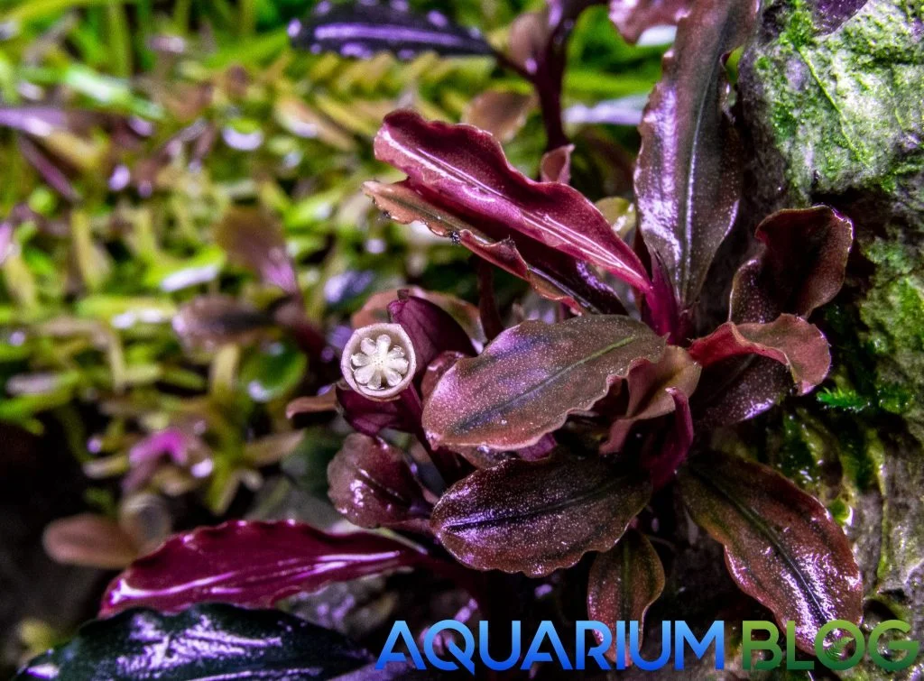 Bucephalandra en flor Acuario plantado
