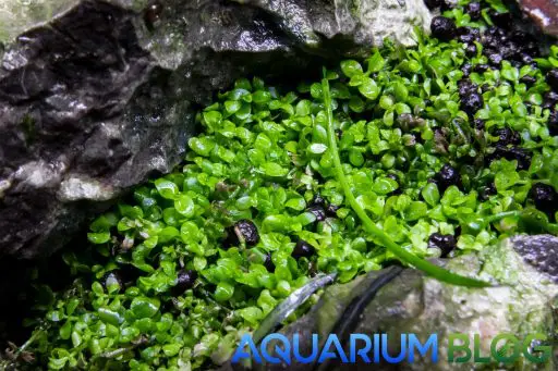 Montecarlo en Acuario plantado