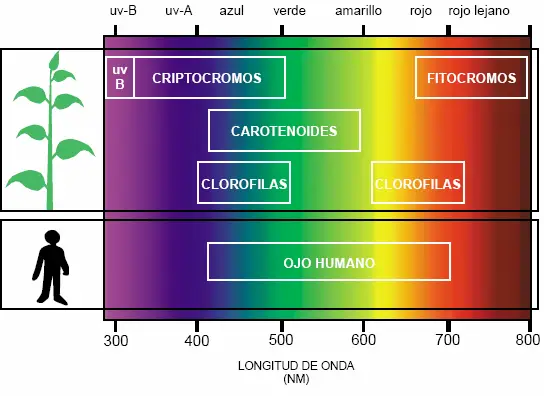 Fotorreceptores plantas