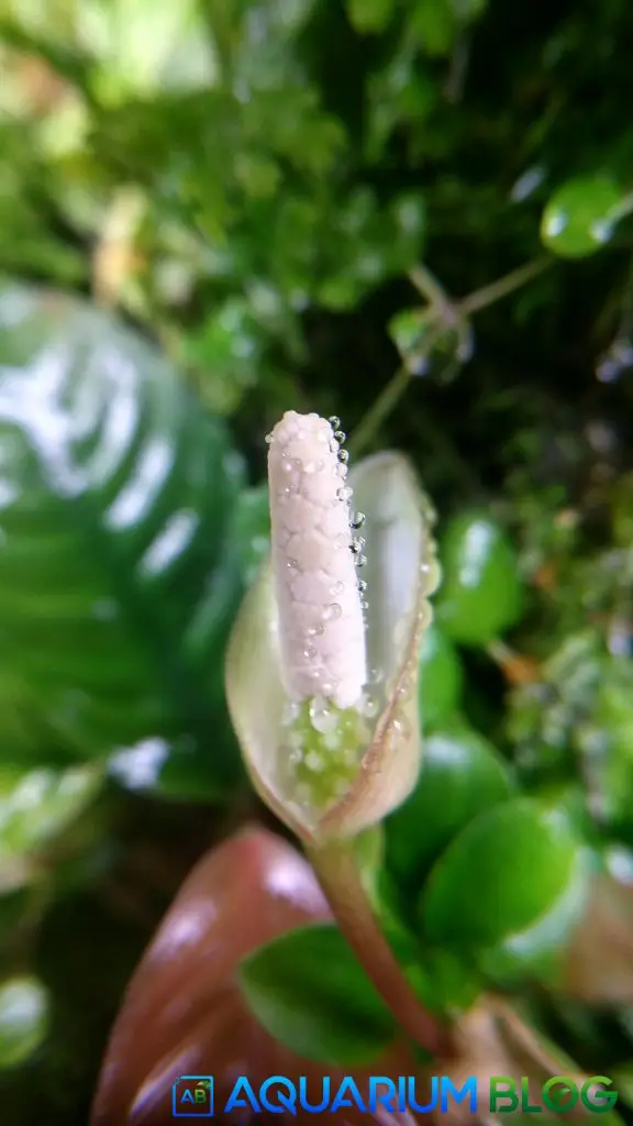 Flor Anubia Coffefolia Aquarium Blog.