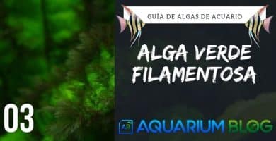 alga filamentosa verde