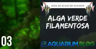 alga filamentosa verde