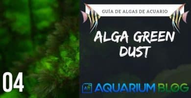 ALGA GREEN DUST