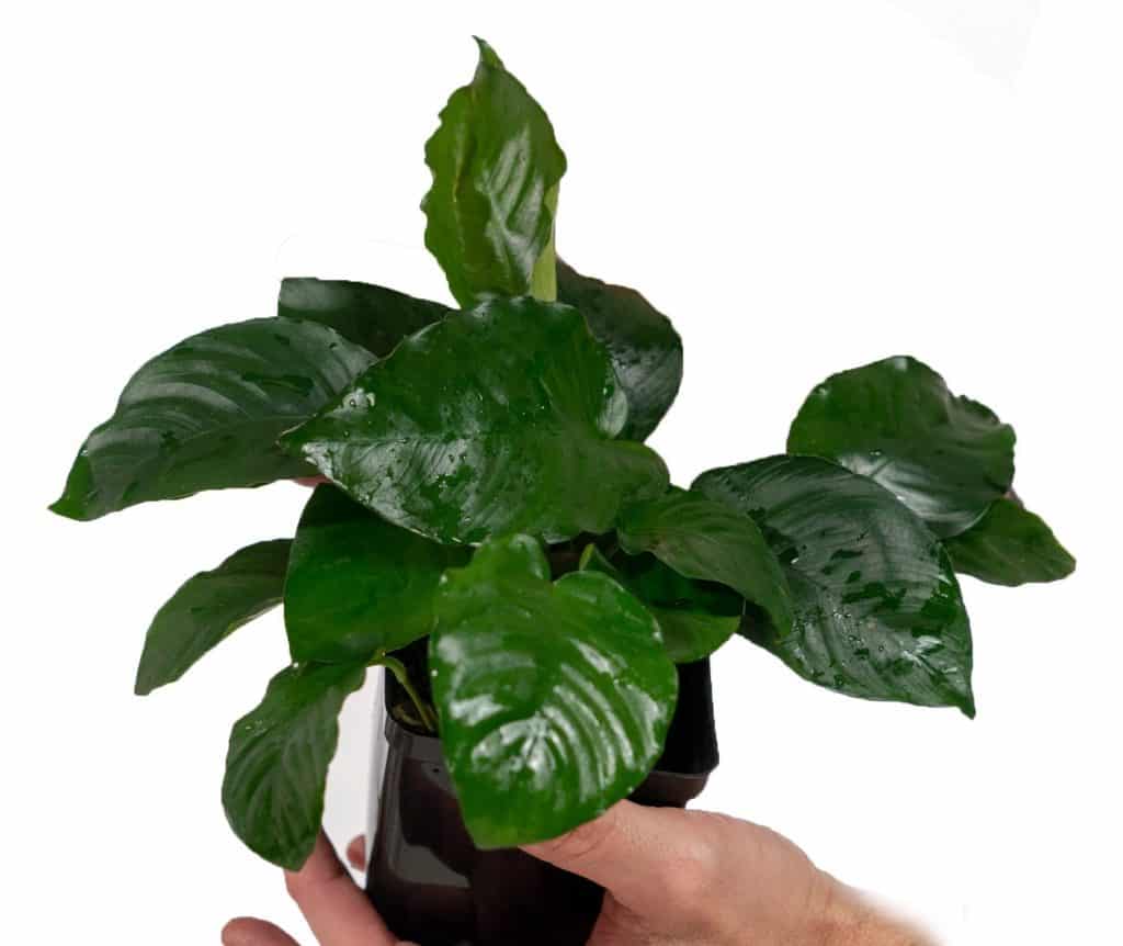 Fotografia Anubias Barteri Var Barteri