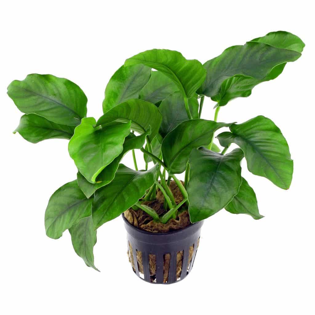 Fotografía Anubias Barteri var barteri