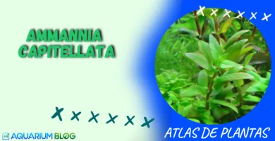 AMMANNIA CAPITELLATA