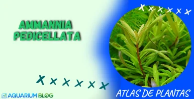 AMMANNIA-PEDICELLATA