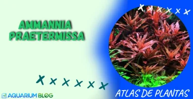 AMMANNIA-RAETERMISSA