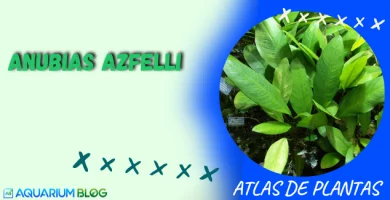 ANUBIAS-AZFELLI