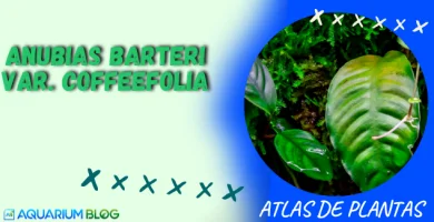 ANUBIAS-BARTERI-VAR-COFFEEFOLIA