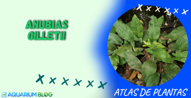 ANUBIAS-GILLETII