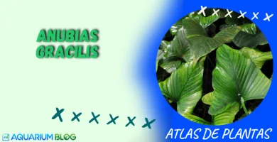 ANUBIAS-GRACILIS