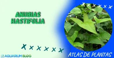 ANUBIAS-HASTIFOLIA