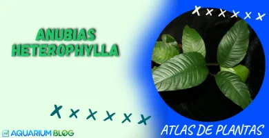 ANUBIAS-HETEROPHYLLA