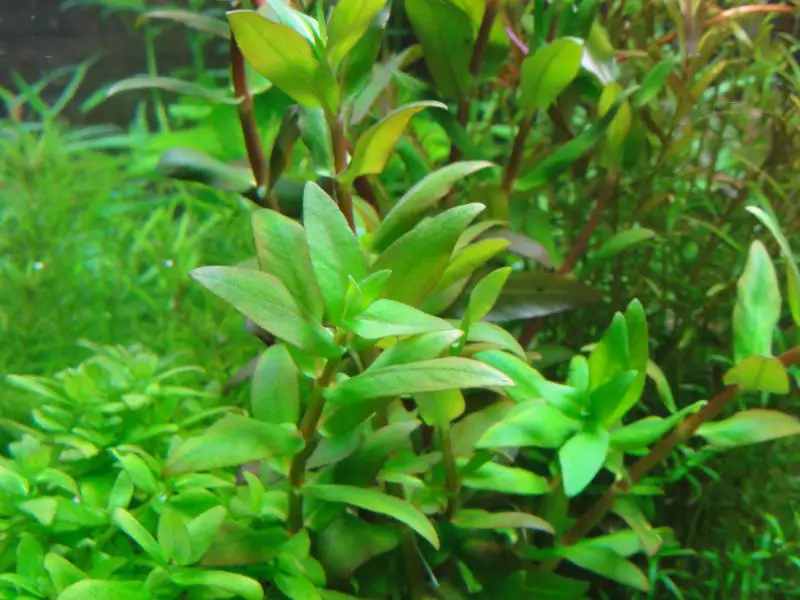 AMMANNIA CAPITELLATA