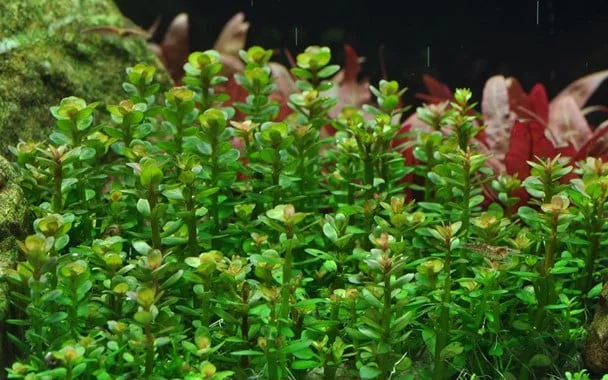 ROTALA-INDICA AMMANIA SP BONSAI
