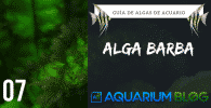Alga Barba acuario