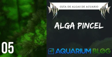 Alga pincel en acuarios