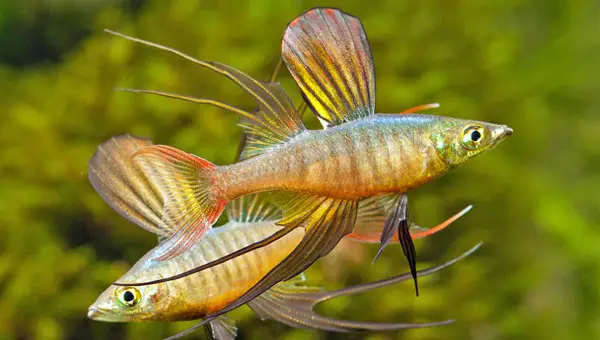 iriatherina werneri