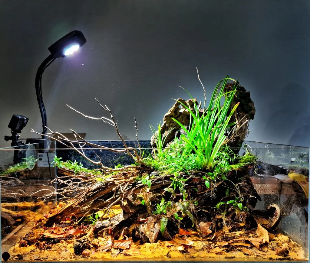 Hardscape acuario de biotopo B1 Nee Soon Swamp Forest. Singapur