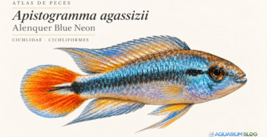 Apistogramma agassizii — Alenquer Blue Neon