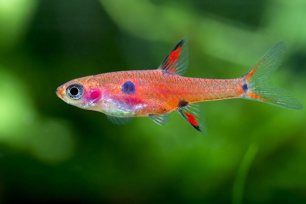 Rasbora Maculata, un pez perfecto para el acuario de biotopo B1 Nee Soon Swamp Forest. Singapur