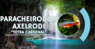 Paracheirodon axelrodi. Tetra cardenal