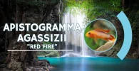 Apistogramma agassizii Red Fire