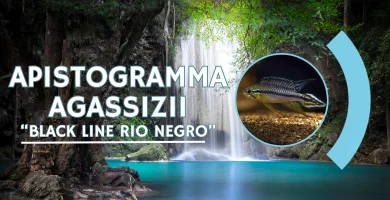 Apistogramma Agassizii Black Line Río Negro
