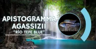 Apistogramma agassizii Río Tefe Blue