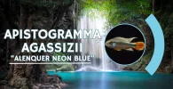 Apistogramma agassizii alenquer Blue Neon