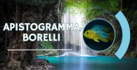 Apistogramma borelli