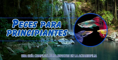 Peces para principiantes: Una guía completa para novatos en la acuariofilia