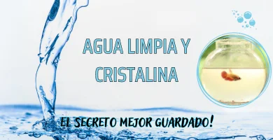 Cómo mantener el agua del acuario limpia y clara