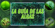 La Guía completa para eliminar las algas de tu acuario.