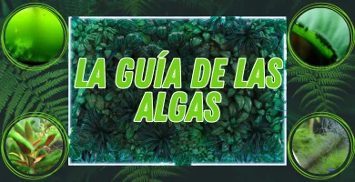 La Gu&iacute;a completa para eliminar las algas de tu acuario.