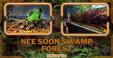 Acuario de Biotopo Nee Soon Swamp Forest