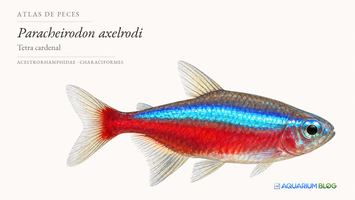 Paracheirodon axelrodi — Portada Atlas de Peces