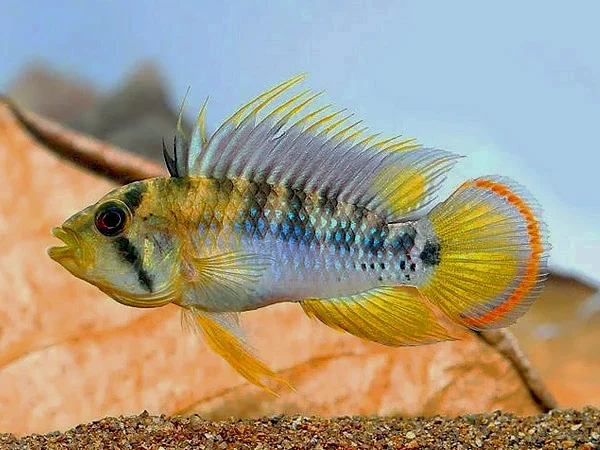 Apistogramma baenschi inca macho