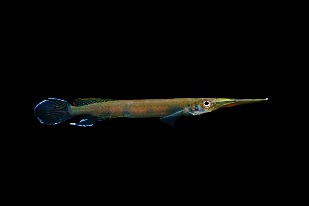 Hemirampohodon pogononathus, un pez increible y raro en acuario de biotopo B1 Nee Soon Swamp Forest. Singapur